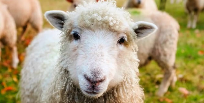 Sheep gather and look at camera in field