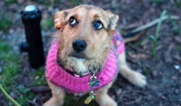 Cute brown puppy wearing pink sweater and looking worried