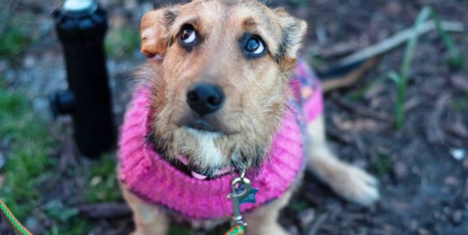 Cute brown puppy wearing pink sweater and looking worried