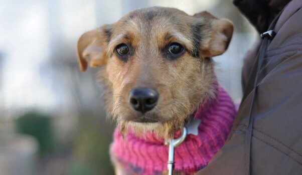 Close-up of Bridgette in a pink sweater