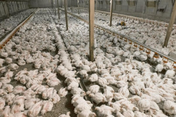 Broiler chickens crowded in a factory farm