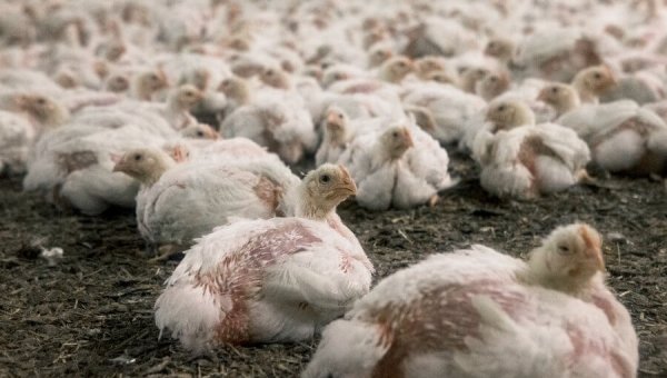 Debate Kit: Is Animal Agriculture Harmful to the Environment?