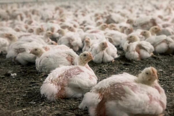 Sick hurt chickens at factory farm Nofolk, England.