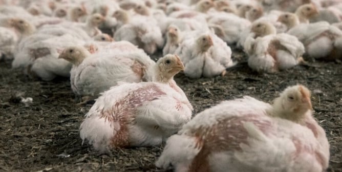 Sick hurt chickens at factory farm Nofolk, England.