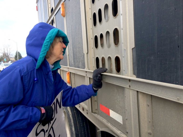 Ingrid Newkirk with Pigs in Truck