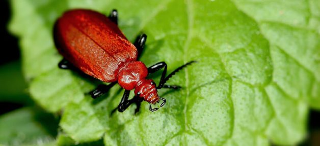 lac bug on bright green leaf