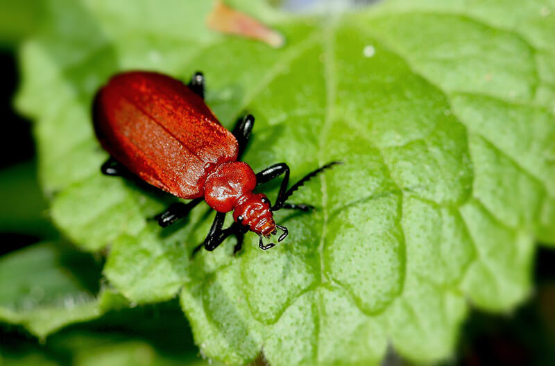 lac bug on bright green leaf