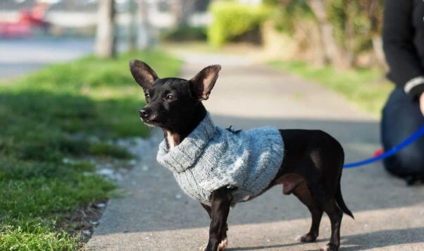 Handsome Chihuahua wearing gray sweater