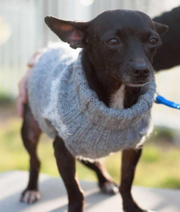 Cute Chihuahua in gray sweater