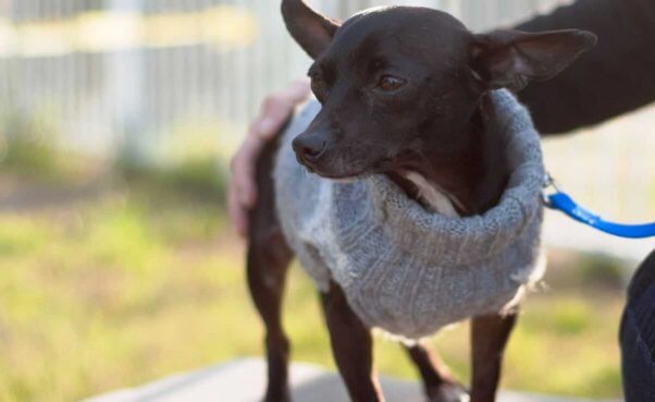 Cute black Chihuahua wearing sweater