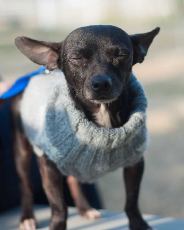 Cute black Chihuahua with eyes closed