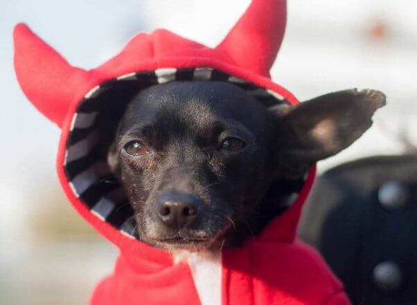 Cute Chihuahua wearing red hoodie with devil horns