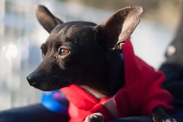 Adorable Chihuahua in red sweatshirt