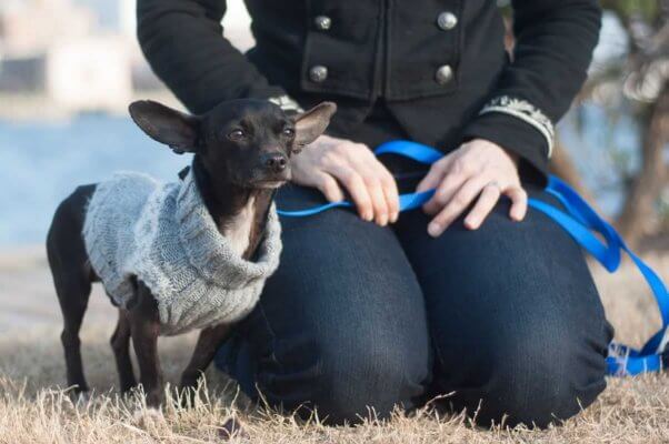 Chihuahua in sweater sitting with human friend