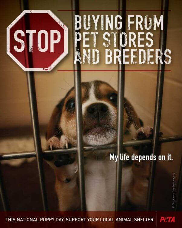 Photo of cute puppy in shelter with text: "Stop Buying From Pet Stores and Breeders. My Life Depends on It."