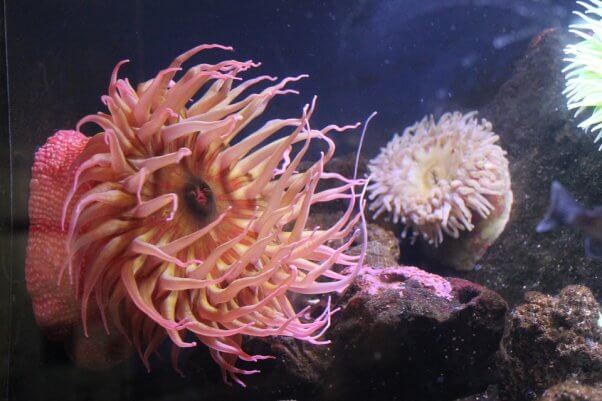 sea anemone aquarium