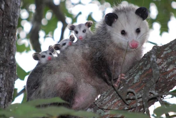 baby opossums on mother's back