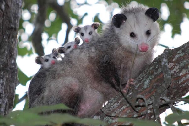 baby opossums on mother