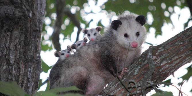 baby opossums on mother's back