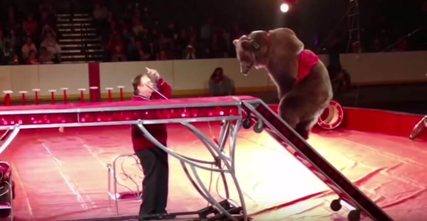 bear forced to perform