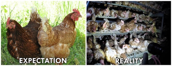 What's the Matter With Free-Range or Cage-Free Eggs? | PETA