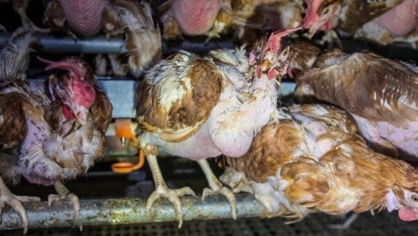crowded, filthy dirty hens in a cage free egg facility