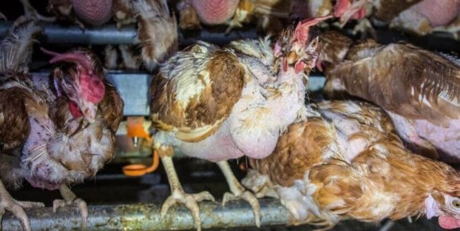 crowded, filthy dirty hens in a cage free egg facility