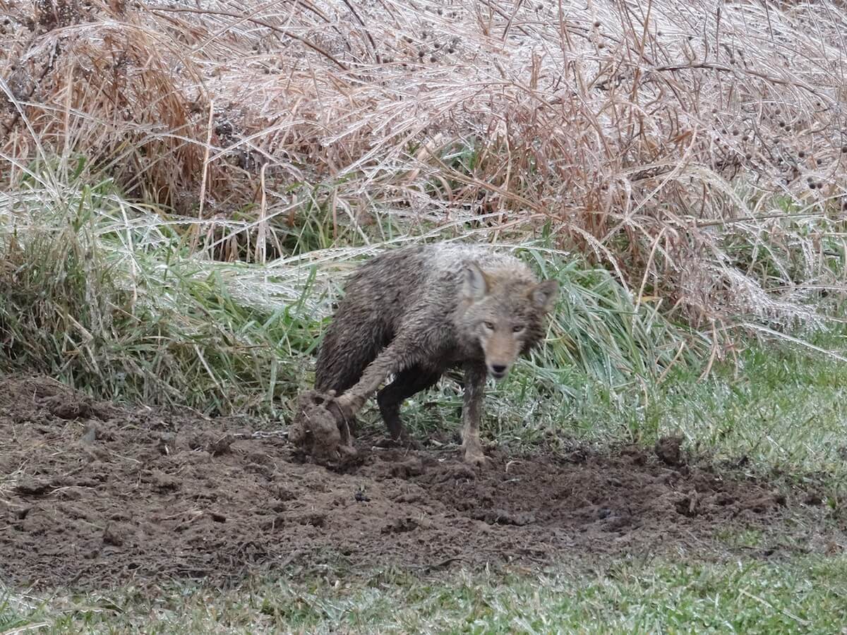 beschwichtigen Bezirk Erweitert canada goose animals used ständig ...