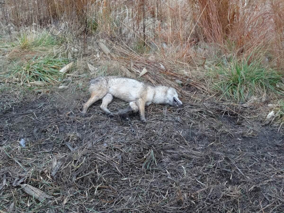 canada goose coyote fur trapping canada goose coyote fur trapping