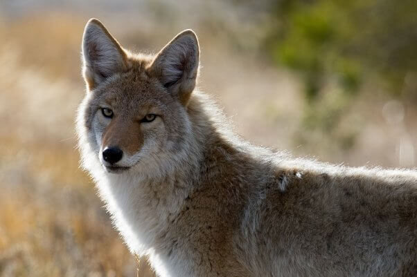 coyote