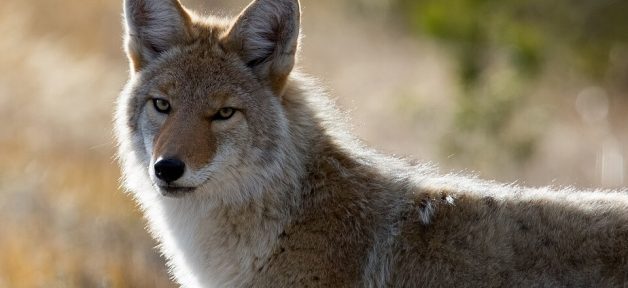 coyote