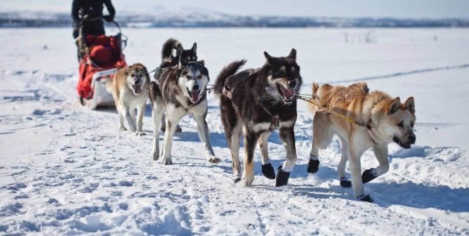 a dog has died on the trail of the 2017 iditarod