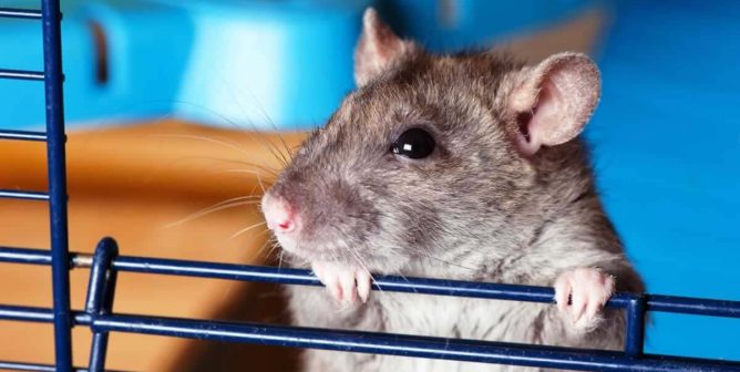 10 Reasons Why It Sucks to Be a Class ‘Pet’