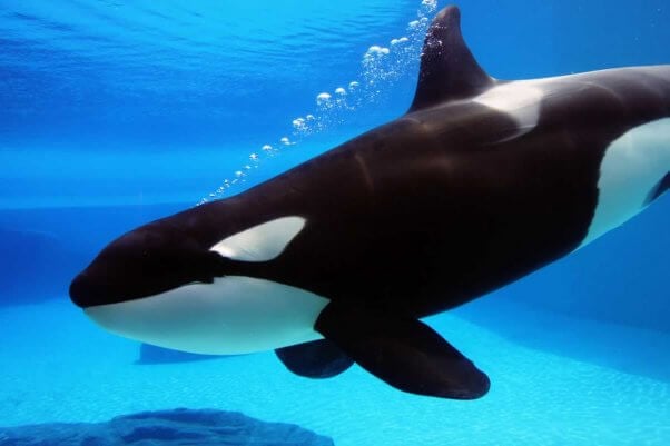 Orca diving in blue water