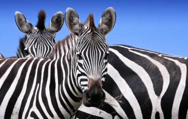 Several zebras facing camera