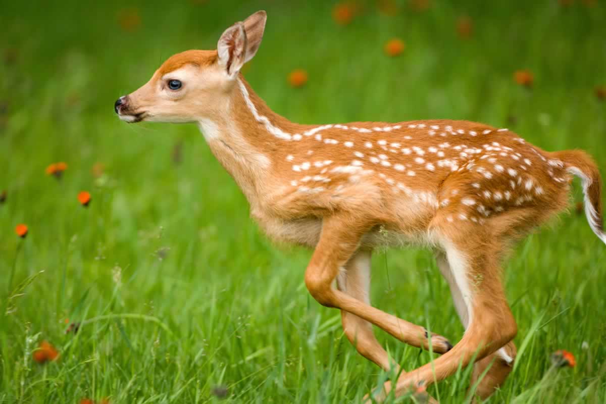 Side view of cute fawn running through grass and flowers