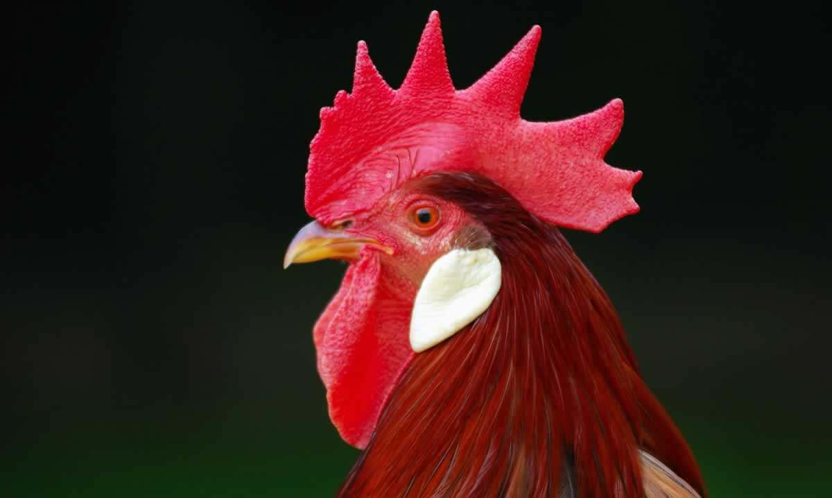 Vegetarian to Vegan: Making the Switch