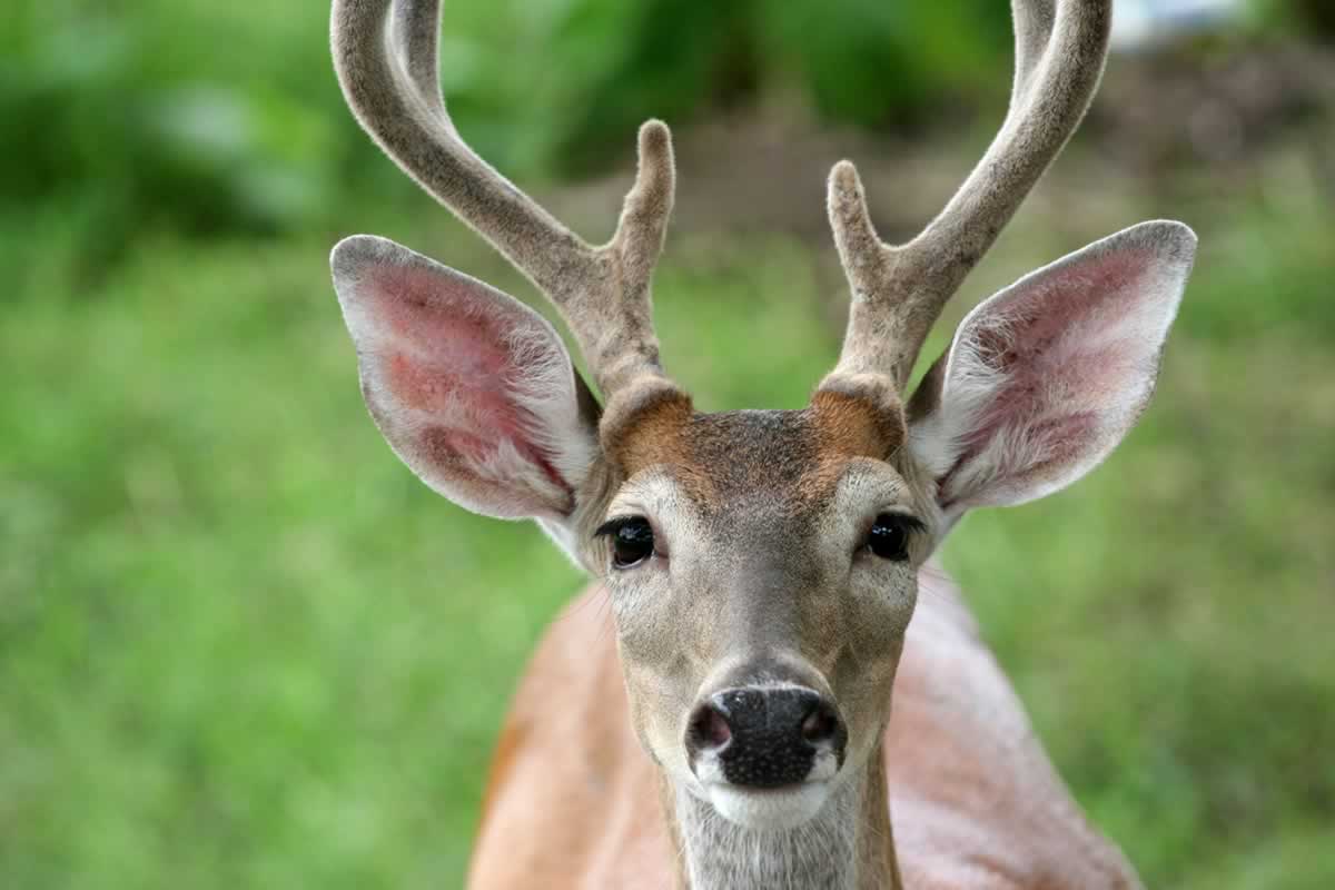 Urge City of Rockville, Maryland, to Cancel Deer Massacre! PETA