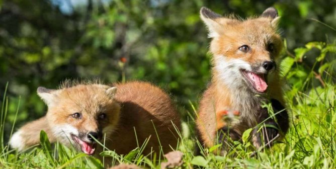 Two happy fox kits playing