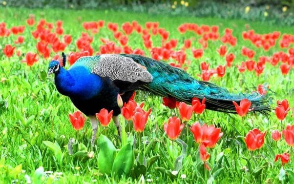 Peacock walking through flowers