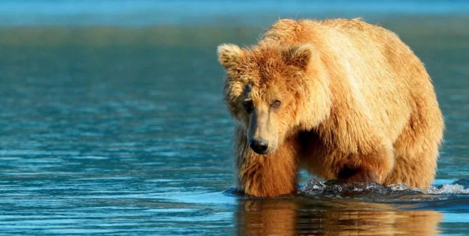 Grizzly bear walking through shallow blue water