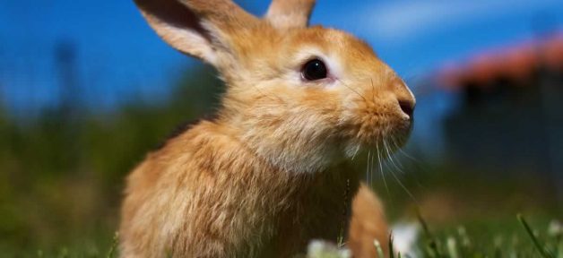 Brown rabbit in cut grass
