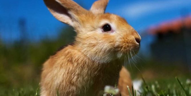 Brown rabbit in cut grass