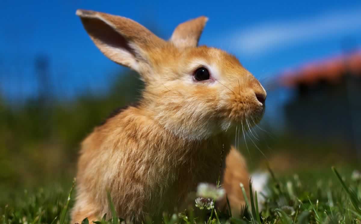 Brown rabbit in cut grass