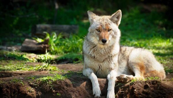 Handsome coyote lying on stomach and looking directly at camera