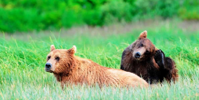 Two grizzly bears in long grass, one scratching head