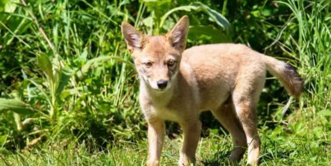 cute baby coyote