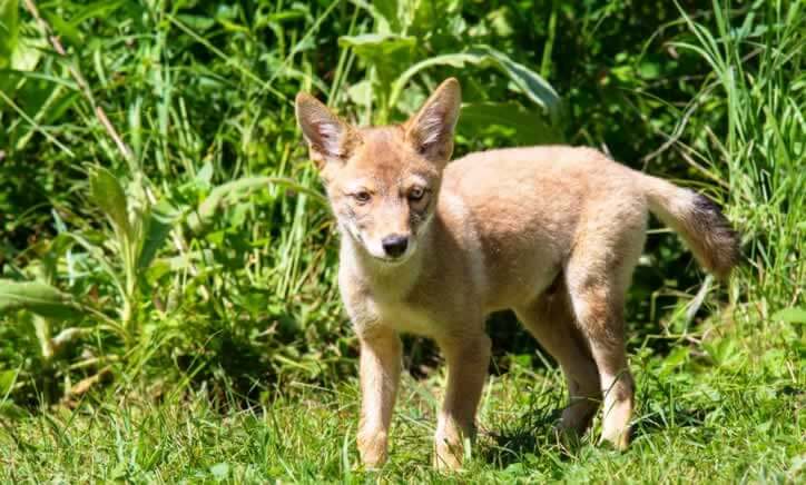 cute baby coyote