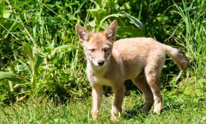 Urge the City of Isle of Palms, South Carolina, to Stop Killing Coyotes!