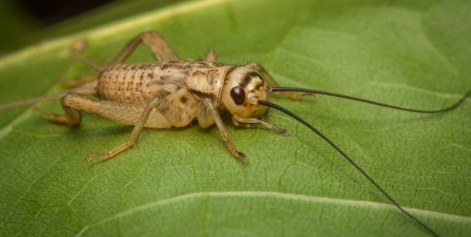 Why Crickets Are Friends, Not Food